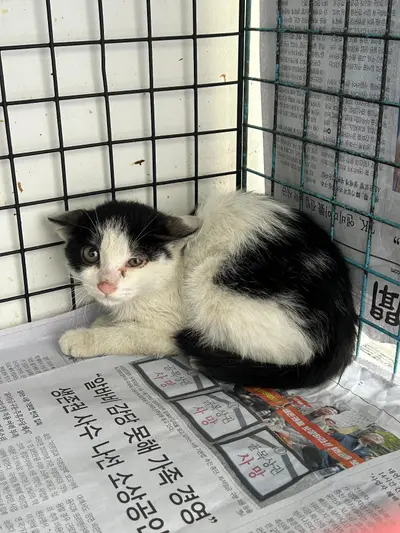 한국 고양이 사진