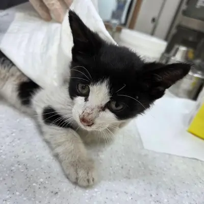 한국 고양이 사진