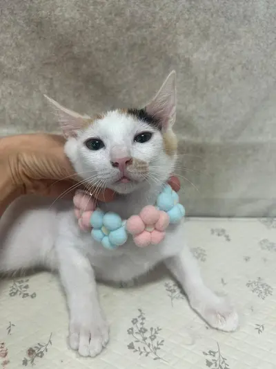 한국 고양이 사진
