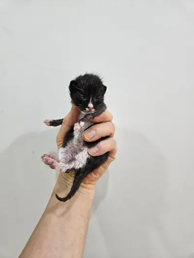 한국 고양이 사진
