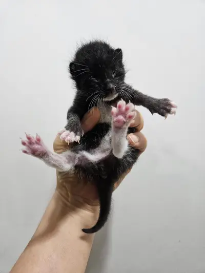한국 고양이 사진