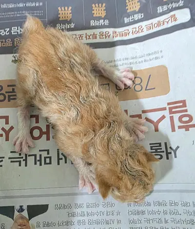 한국 고양이 사진