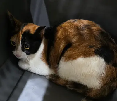 한국 고양이 사진