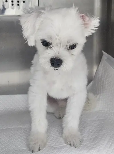 말티즈 사진