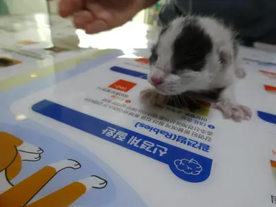 한국 고양이 사진