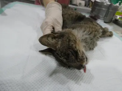 한국 고양이 사진