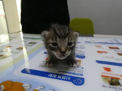 한국 고양이 사진