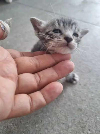 한국 고양이 사진