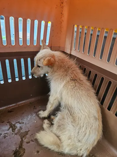 믹스견 사진