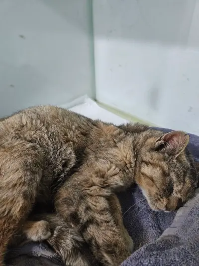 한국 고양이 사진