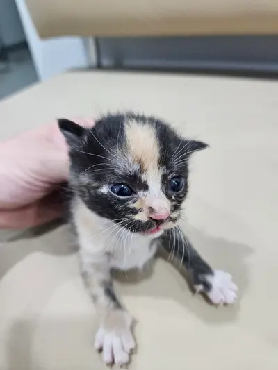 한국 고양이 사진