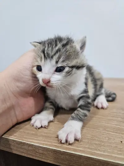 한국 고양이 사진