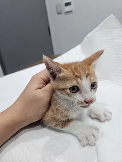 한국 고양이 사진