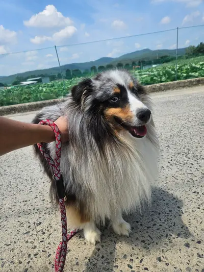 셔틀랜드 쉽독 사진