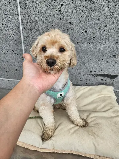 푸들 사진