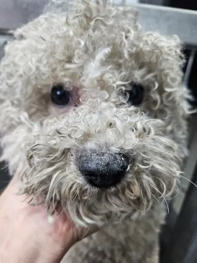 비숑 프리제 사진