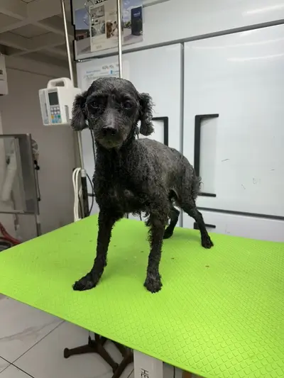 푸들 사진