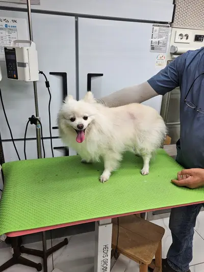포메라니안 사진