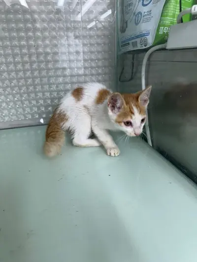 한국 고양이 사진