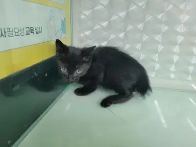 한국 고양이 사진