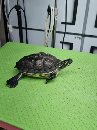 기타축종 사진