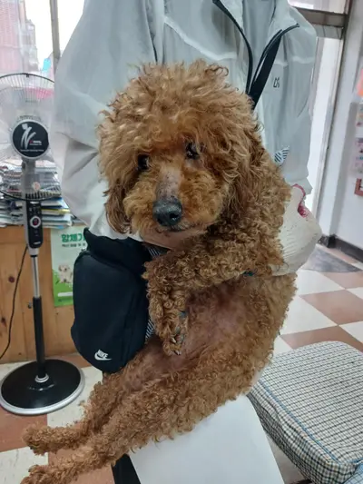 푸들 사진