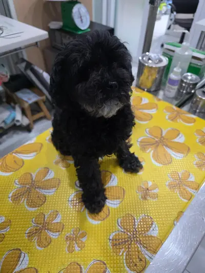 푸들 사진