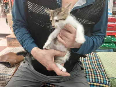 한국 고양이 사진