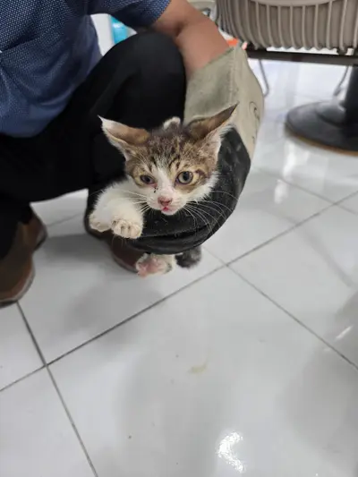 한국 고양이 사진
