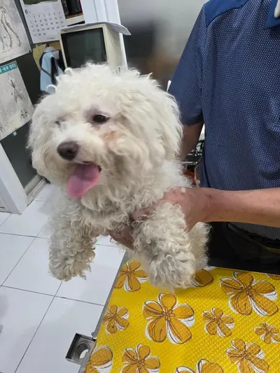 푸들 사진
