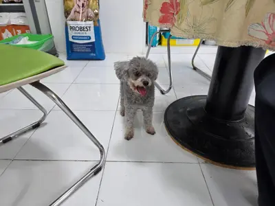 푸들 사진