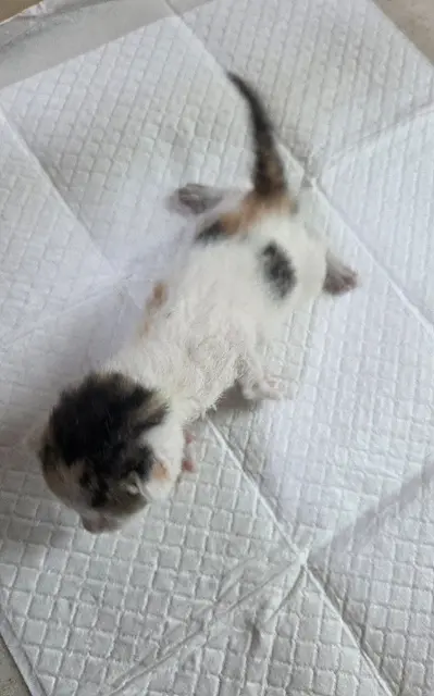 한국 고양이 사진
