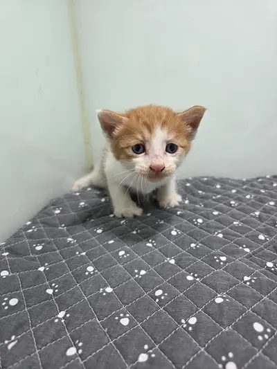한국 고양이 사진