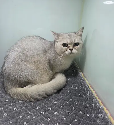 브리티시 쇼트헤어 사진