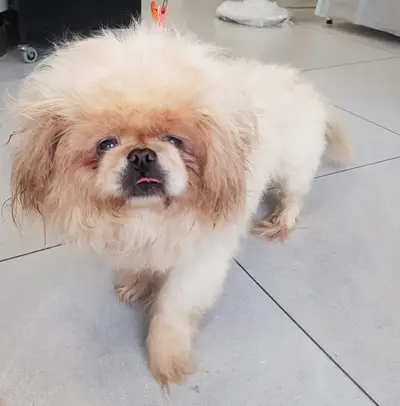 페키니즈 사진