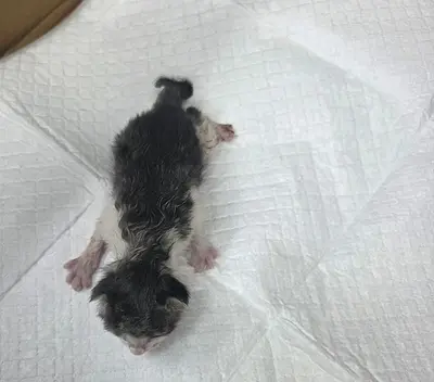 한국 고양이 사진