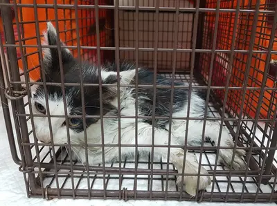 한국 고양이 사진
