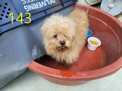 믹스견 사진
