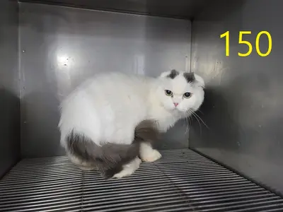 페르시안-페르시안 친칠라 사진
