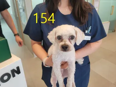 푸들 사진