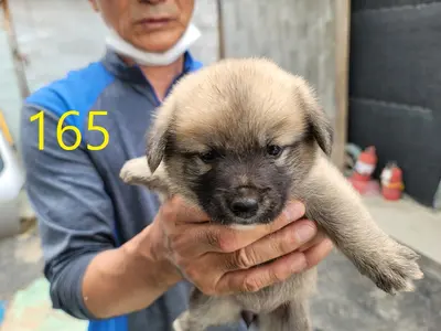 믹스견 사진