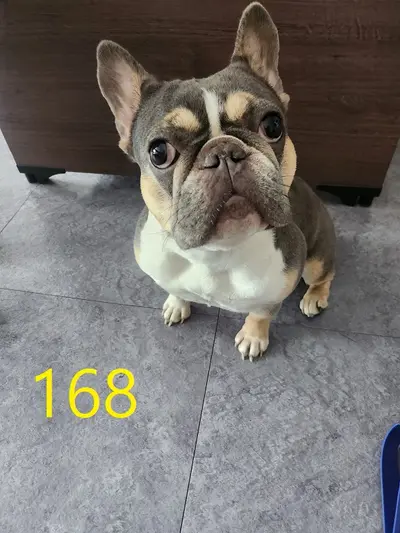 프렌치 불독 사진