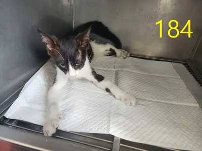 한국 고양이 사진