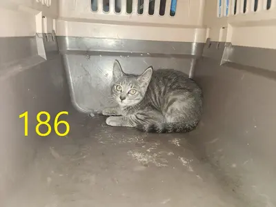 한국 고양이 사진
