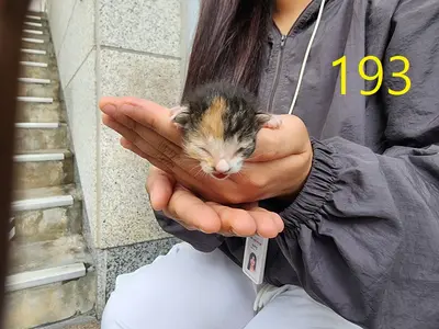한국 고양이 사진