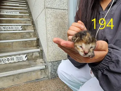 한국 고양이 사진