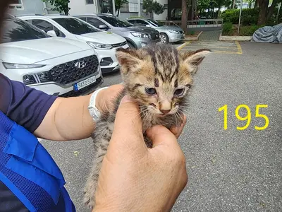 한국 고양이 사진