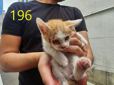 한국 고양이 사진