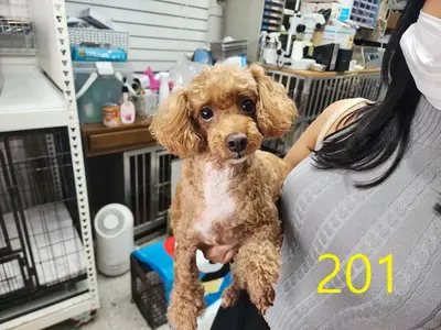 푸들 사진