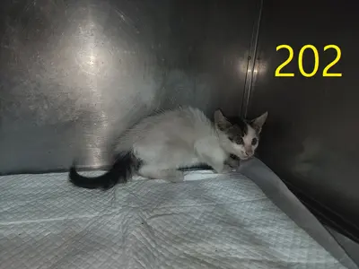 한국 고양이 사진